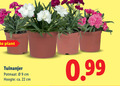 klik op dit plaatje voor een vergroting en voor vergelijkbare aanbiedingen gerelateerd aan ` 22 plant tuinanjer potmaat cm hoogte ca. ` 22 plant tuinanjer potmaat cm hoogte ca.