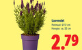 klik op dit plaatje voor een vergroting en voor vergelijkbare aanbiedingen gerelateerd aan ` 12 32 lavendel potmaat cm hoogte ca. ` 12 32 lavendel potmaat cm hoogte ca.