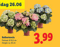 klik op dit plaatje voor een vergroting en voor vergelijkbare aanbiedingen gerelateerd aan ` 26 bolhortensia potmaat hoogte ca. cm 10 5 3.99 ` 26 bolhortensia potmaat hoogte ca. cm 10 5 3.99