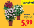 klik op dit plaatje voor een vergroting en voor vergelijkbare aanbiedingen gerelateerd aan ` 17 60 oleander potmaat cm hoogte ca. 5.99 ` 17 60 oleander potmaat cm hoogte ca. 5.99