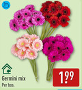 klik op dit plaatje voor een vergroting en voor vergelijkbare aanbiedingen gerelateerd aan ` germini mix bos ` germini mix bos