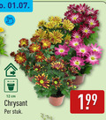 klik op dit plaatje voor een vergroting en voor vergelijkbare aanbiedingen gerelateerd aan ` 10 12 cm chrysant stuk ` 10 12 cm chrysant stuk