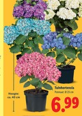 klik op dit plaatje voor een vergroting en voor vergelijkbare aanbiedingen gerelateerd aan ` 23 40 tuinhortensia potmaat cm hoogte ca. ` 23 40 tuinhortensia potmaat cm hoogte ca.