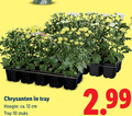 klik op dit plaatje voor een vergroting en voor vergelijkbare aanbiedingen gerelateerd aan ` chrysanten 10 12 tray hoogte ca. cm stuks ` chrysanten 10 12 tray hoogte ca. cm stuks