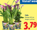 klik op dit plaatje voor een vergroting en voor vergelijkbare aanbiedingen gerelateerd aan ` 12 42 calla potmaat cm hoogte ca. ` 12 42 calla potmaat cm hoogte ca.