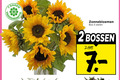 klik op dit plaatje voor een vergroting en voor vergelijkbare aanbiedingen gerelateerd aan ` 2 5 7 dagen zonnebloemen bos stelen bossen ` 2 5 7 dagen zonnebloemen bos stelen bossen