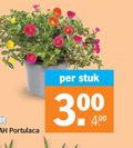 klik op dit plaatje voor een vergroting en voor vergelijkbare aanbiedingen gerelateerd aan ` kamerplanten 300 stuk ` kamerplanten 300 stuk