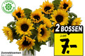 klik op dit plaatje voor een vergroting en voor vergelijkbare aanbiedingen gerelateerd aan ` 2 5 dagen zonnebloemen bos stelen bossen ` 2 5 dagen zonnebloemen bos stelen bossen