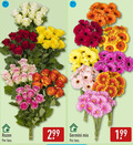 klik op dit plaatje voor een vergroting en voor vergelijkbare aanbiedingen gerelateerd aan ` rozen bos germini mix ` rozen bos germini mix