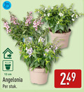 klik op dit plaatje voor een vergroting en voor vergelijkbare aanbiedingen gerelateerd aan ` 12 cm angelonia stuk ` 12 cm angelonia stuk