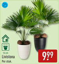 klik op dit plaatje voor een vergroting en voor vergelijkbare aanbiedingen gerelateerd aan ` livistona 14 cm stuk ` livistona 14 cm stuk