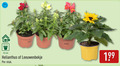 klik op dit plaatje voor een vergroting en voor vergelijkbare aanbiedingen gerelateerd aan ` tuinplanten 12 cm helianthus leeuwenbekje stuk ` tuinplanten 12 cm helianthus leeuwenbekje stuk