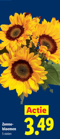 klik op dit plaatje voor een vergroting en voor vergelijkbare aanbiedingen gerelateerd aan ` 5 zonne bloemen stelen ` 5 zonne bloemen stelen