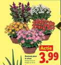klik op dit plaatje voor een vergroting en voor vergelijkbare aanbiedingen gerelateerd aan ` tuinplanten 32 bloeiende plant schaal potmaat cm hoogte ca. 3.99 ` tuinplanten 32 bloeiende plant schaal potmaat cm hoogte ca. 3.99