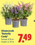 klik op dit plaatje voor een vergroting en voor vergelijkbare aanbiedingen gerelateerd aan ` tuinplanten 50 vlinderstruik butterfly candy potmaat cm hoogte ca. ` tuinplanten 50 vlinderstruik butterfly candy potmaat cm hoogte ca.