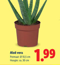 klik op dit plaatje voor een vergroting en voor vergelijkbare aanbiedingen gerelateerd aan ` kamerplanten 30 vera potmaat 10 5 cm hoogte ca. ` kamerplanten 30 vera potmaat 10 5 cm hoogte ca.