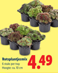 klik op dit plaatje voor een vergroting en voor vergelijkbare aanbiedingen gerelateerd aan ` rotsplanten 6 10 stuks tray hoogte ca. cm ` rotsplanten 6 10 stuks tray hoogte ca. cm