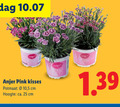 klik op dit plaatje voor een vergroting en voor vergelijkbare aanbiedingen gerelateerd aan ` 25 anjer pink kisses potmaat 10 5 cm hoogte ca. ` 25 anjer pink kisses potmaat 10 5 cm hoogte ca.
