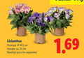 klik op dit plaatje voor een vergroting en voor vergelijkbare aanbiedingen gerelateerd aan ` tuinplanten 25 lisianthus potmaat 10 5 cm hoogte ca. bloeitijd juni ` tuinplanten 25 lisianthus potmaat 10 5 cm hoogte ca. bloeitijd juni