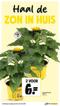 klik op dit plaatje voor een vergroting en voor vergelijkbare aanbiedingen gerelateerd aan ` 2 6 8 14 zon huis nederland grown naturally zonnebloem plant stuk jumbo ` 2 6 8 14 zon huis nederland grown naturally zonnebloem plant stuk jumbo