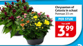 klik op dit plaatje voor een vergroting en voor vergelijkbare aanbiedingen gerelateerd aan ` 23 chrysanten celosia schaal potmaat cm stuk ` 23 chrysanten celosia schaal potmaat cm stuk