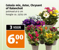 klik op dit plaatje voor een vergroting en voor vergelijkbare aanbiedingen gerelateerd aan ` potchrysant kalanchoe 3 12 600 celosia mix chrysant potmaat cm hoogte ca. 23 25 ` potchrysant kalanchoe 3 12 600 celosia mix chrysant potmaat cm hoogte ca. 23 25