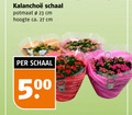 klik op dit plaatje voor een vergroting en voor vergelijkbare aanbiedingen gerelateerd aan ` kalanchoe 23 27 500 schaal potmaat cm hoogte ca. ` kalanchoe 23 27 500 schaal potmaat cm hoogte ca.