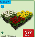 klik op dit plaatje voor een vergroting en voor vergelijkbare aanbiedingen gerelateerd aan ` chrysanten 6 pack ` chrysanten 6 pack
