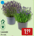 klik op dit plaatje voor een vergroting en voor vergelijkbare aanbiedingen gerelateerd aan ` lavendel 19 cm stuk ` lavendel 19 cm stuk