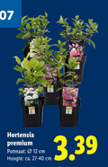 klik op dit plaatje voor een vergroting en voor vergelijkbare aanbiedingen gerelateerd aan ` tuinhortensia 12 hortensia premium potmaat cm hoogte ca. ` tuinhortensia 12 hortensia premium potmaat cm hoogte ca.