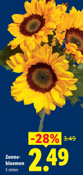 klik op dit plaatje voor een vergroting en voor vergelijkbare aanbiedingen gerelateerd aan ` zonnebloemen 5 zonne bloemen stelen ` zonnebloemen 5 zonne bloemen stelen