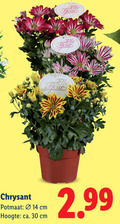 klik op dit plaatje voor een vergroting en voor vergelijkbare aanbiedingen gerelateerd aan ` potchrysant 14 30 chrysant potmaat hoogte ca. cm elle fleur ` potchrysant 14 30 chrysant potmaat hoogte ca. cm elle fleur