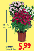 klik op dit plaatje voor een vergroting en voor vergelijkbare aanbiedingen gerelateerd aan ` oleanders 17 60 hoogte ca. cm oleander potmaat 5.99 ` oleanders 17 60 hoogte ca. cm oleander potmaat 5.99