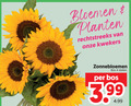 klik op dit plaatje voor een vergroting en voor vergelijkbare aanbiedingen gerelateerd aan ` 4 bloemen planten kwekers zonnebloemen bos stelen 3.99 ` 4 bloemen planten kwekers zonnebloemen bos stelen 3.99