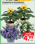 klik op dit plaatje voor een vergroting en voor vergelijkbare aanbiedingen gerelateerd aan ` 2 campanula zonnebloem potmaat cm combineren ` 2 campanula zonnebloem potmaat cm combineren
