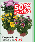klik op dit plaatje voor een vergroting en voor vergelijkbare aanbiedingen gerelateerd aan ` 12 50 chrysant pot potmaat cm ` 12 50 chrysant pot potmaat cm