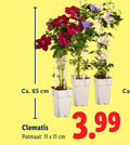 klik op dit plaatje voor een vergroting en voor vergelijkbare aanbiedingen gerelateerd aan ` 11 65 ca. cm clematis potmaat 3.99 ` 11 65 ca. cm clematis potmaat 3.99
