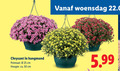 klik op dit plaatje voor een vergroting en voor vergelijkbare aanbiedingen gerelateerd aan ` 25 50 woensdag chrysant hangmand potmaat cm hoogte ca. 5.99 ` 25 50 woensdag chrysant hangmand potmaat cm hoogte ca. 5.99