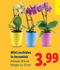klik op dit plaatje voor een vergroting en voor vergelijkbare aanbiedingen gerelateerd aan ` orchidee 22 mini keramiek potmaat 06 cm hoogte ca. 3.99 ` orchidee 22 mini keramiek potmaat 06 cm hoogte ca. 3.99