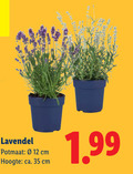 klik op dit plaatje voor een vergroting en voor vergelijkbare aanbiedingen gerelateerd aan ` 12 35 lavendel cm potmaat hoogte ca. ` 12 35 lavendel cm potmaat hoogte ca.