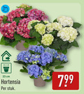 klik op dit plaatje voor een vergroting en voor vergelijkbare aanbiedingen gerelateerd aan ` 23 cm hortensia stuk ` 23 cm hortensia stuk