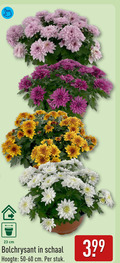 klik op dit plaatje voor een vergroting en voor vergelijkbare aanbiedingen gerelateerd aan ` bolchrysant schaal hoogte cm stuk ` bolchrysant schaal hoogte cm stuk