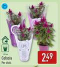 klik op dit plaatje voor een vergroting en voor vergelijkbare aanbiedingen gerelateerd aan ` tuinplanten 12 cm celosia stuk lips ` tuinplanten 12 cm celosia stuk lips