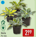 klik op dit plaatje voor een vergroting en voor vergelijkbare aanbiedingen gerelateerd aan ` kamerplanten 17 cm stuk ` kamerplanten 17 cm stuk