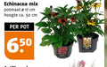klik op dit plaatje voor een vergroting en voor vergelijkbare aanbiedingen gerelateerd aan ` tuinplanten 17 50 650 echinacea mix potmaat cm hoogte ca. pot ` tuinplanten 17 50 650 echinacea mix potmaat cm hoogte ca. pot