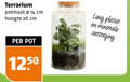 klik op dit plaatje voor een vergroting en voor vergelijkbare aanbiedingen gerelateerd aan ` 14 26 potmaat cm hoogte pot lang plezier minimale verzorging ` 14 26 potmaat cm hoogte pot lang plezier minimale verzorging