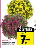 klik op dit plaatje voor een vergroting en voor vergelijkbare aanbiedingen gerelateerd aan ` 2 19 bolchrysant potmaat cm stuks ` 2 19 bolchrysant potmaat cm stuks
