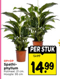 klik op dit plaatje voor een vergroting en voor vergelijkbare aanbiedingen gerelateerd aan ` kamerplanten potmaat cm hoogte stuk ` kamerplanten potmaat cm hoogte stuk