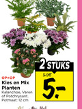 klik op dit plaatje voor een vergroting en voor vergelijkbare aanbiedingen gerelateerd aan ` 12 mix planten kalanchoe varen potchrysant potmaat cm 2stuks ` 12 mix planten kalanchoe varen potchrysant potmaat cm 2stuks