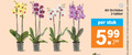 klik op dit plaatje voor een vergroting en voor vergelijkbare aanbiedingen gerelateerd aan ` orchidee 2 stuk 5.99 productvarianten ` orchidee 2 stuk 5.99 productvarianten